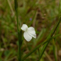 Striga angustifolia (D.Don) C.J.Saldanha